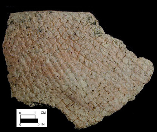 Coulbourn cord-marked rim sherd from Killens Pond site, Delaware-Lot# 70.-Courtesy of the Delaware State Museums.